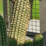 Cephalocereus scoparius cactus met lange slanke stengels en groene doornen.