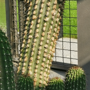 Cephalocereus scoparius cactus met lange slanke stengels en groene doornen.