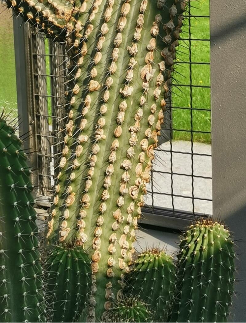 Cephalocereus scoparius cactus met lange slanke stengels en groene doornen.