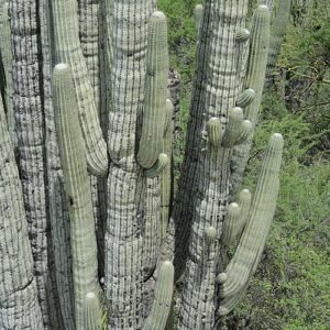 Cephalocereus tetetzo cactus met lange slanke stengels en groene scherpe stekels.