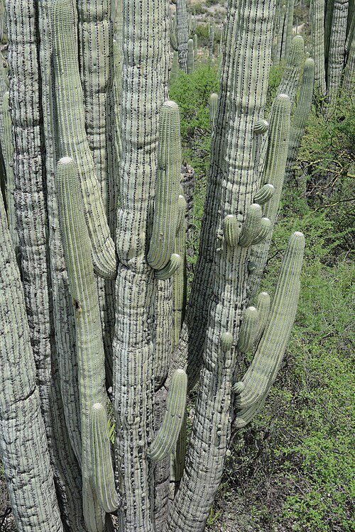 Cephalocereus tetetzo cactus met lange slanke stengels en groene scherpe stekels.