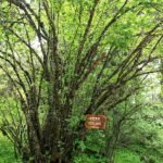 Prunus yunnanensis bloesem in roze en wit.