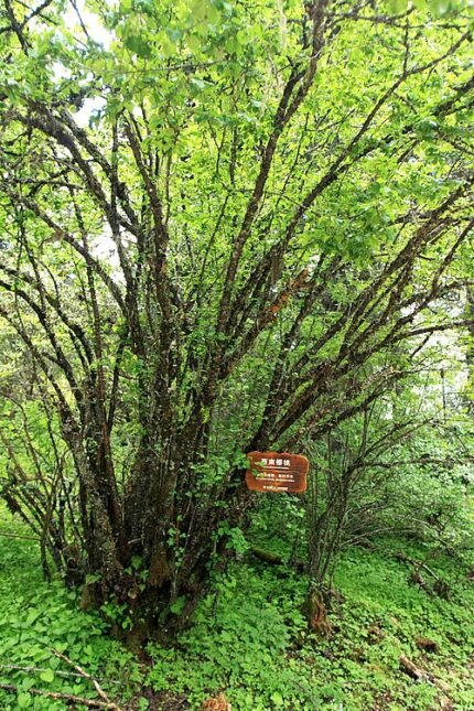 Prunus yunnanensis bloesem in roze en wit.