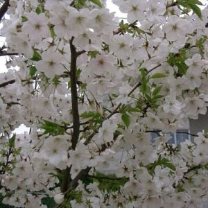 Prachtige bloeiende Prunus speciosa boom met roze bloesems.