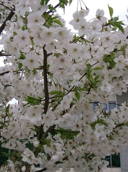 Prachtige bloeiende Prunus speciosa boom met roze bloesems.