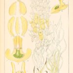 Ceratandra orchidee met bloemen op kleigrond.