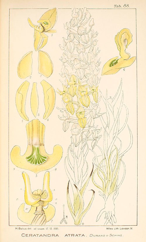 Ceratandra orchidee met bloemen op kleigrond.