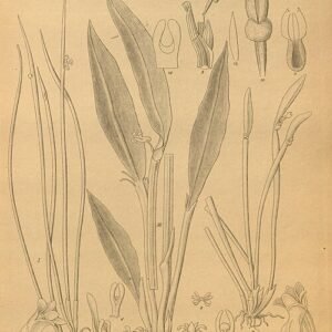 Ceratostylis orchidee met witte bloemen en groene bladeren op kleigrond.