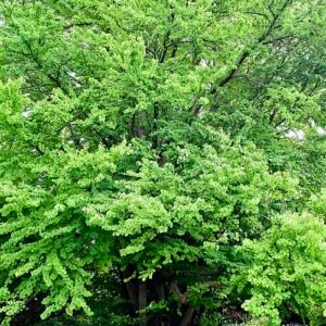 Cercidiphyllum japonicum boom met hartvormige bladeren in herfstkleuren.