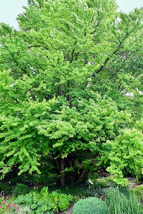 Cercidiphyllum japonicum boom met hartvormige bladeren in herfstkleuren.