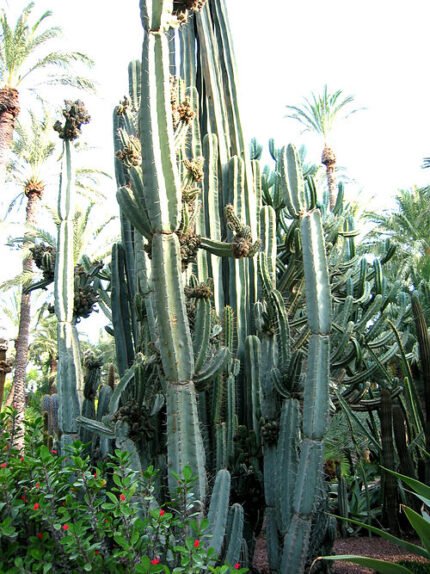 Groene cactus met lange stelen en witte stekels.