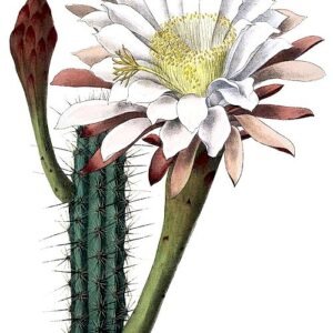 Cereus aethiops cactus met langwerpige groene stengels op grijze achtergrond.