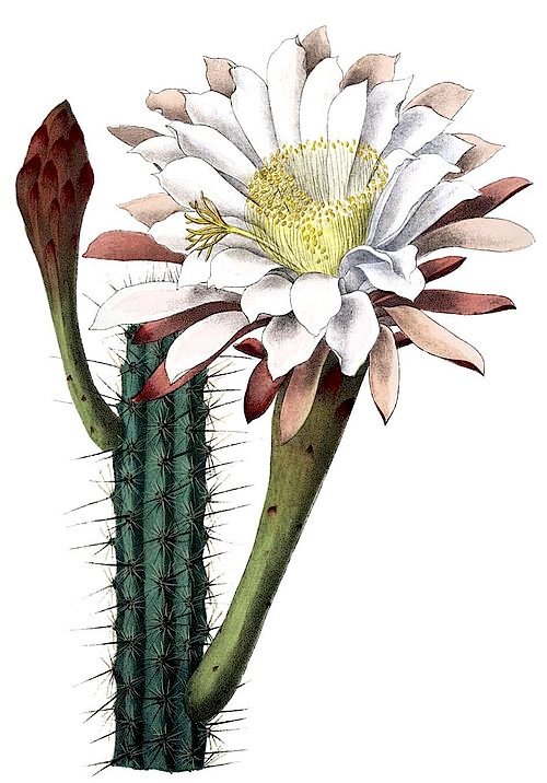 Cereus aethiops cactus met langwerpige groene stengels op grijze achtergrond.