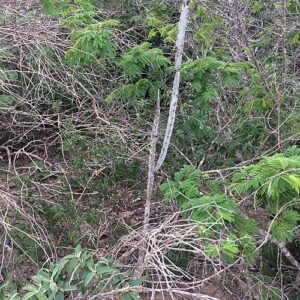 Cereus albicaulis plant met lange groene stelen en witte bloemen.