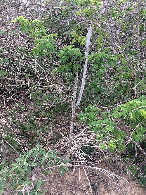 Cereus albicaulis plant met lange groene stelen en witte bloemen.