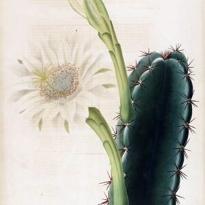 Hexagonale Cereus plant met lange groene stengels en scherpe doornen.