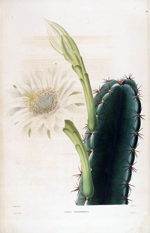 Hexagonale Cereus plant met lange groene stengels en scherpe doornen.