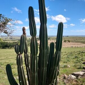 Cereus hildmannianus cactus met lange groene stelen en witte bloemen in bloei.