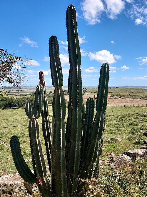 Cereus hildmannianus cactus met lange groene stelen en witte bloemen in bloei.