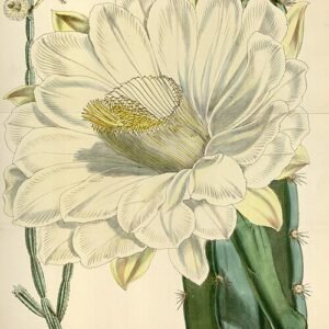 Cereus jamacaru cactus met lange groene stengels en witte bloemen.