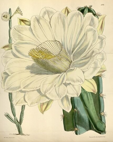 Cereus jamacaru cactus met lange groene stengels en witte bloemen.