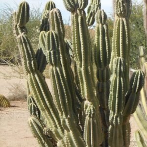 Bloeiende Cereus lamprospermus plant met grote witte bloemen en groene stengels.