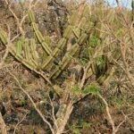 Bloeiende Cereus lanosus cactus in Mato Grosso do Sul, Brazilië.