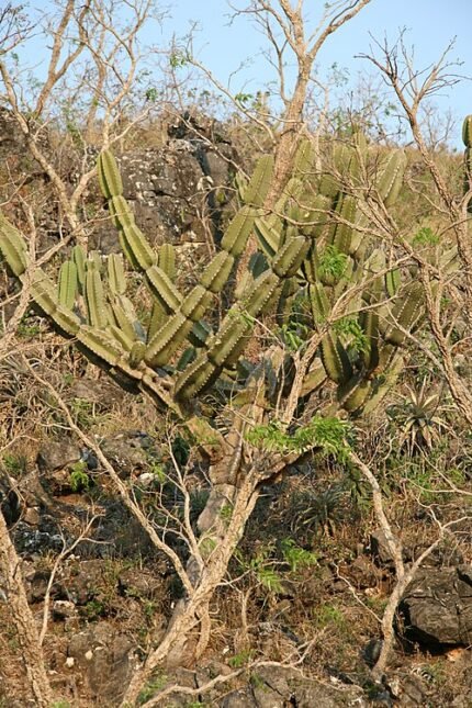 Bloeiende Cereus lanosus cactus in Mato Grosso do Sul, Brazilië.