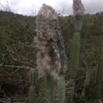 Cereus mortensenii cactus plant met lange slanke groene stelen en witte doornen tegen een blauwe lucht.