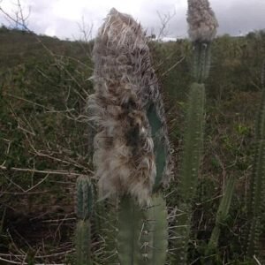 Cereus mortensenii cactus plant met lange slanke groene stelen en witte doornen tegen een blauwe lucht.