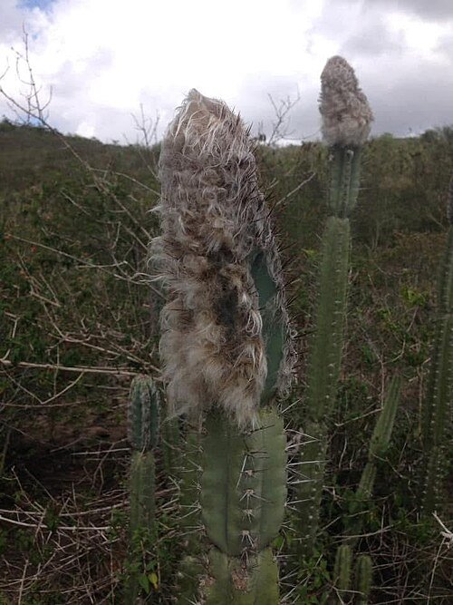 Cereus mortensenii cactus plant met lange slanke groene stelen en witte doornen tegen een blauwe lucht.