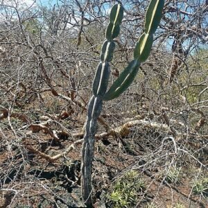 Elegante Cereus pierre-braunianus cactus met lange groene stammen en witte bloemen.