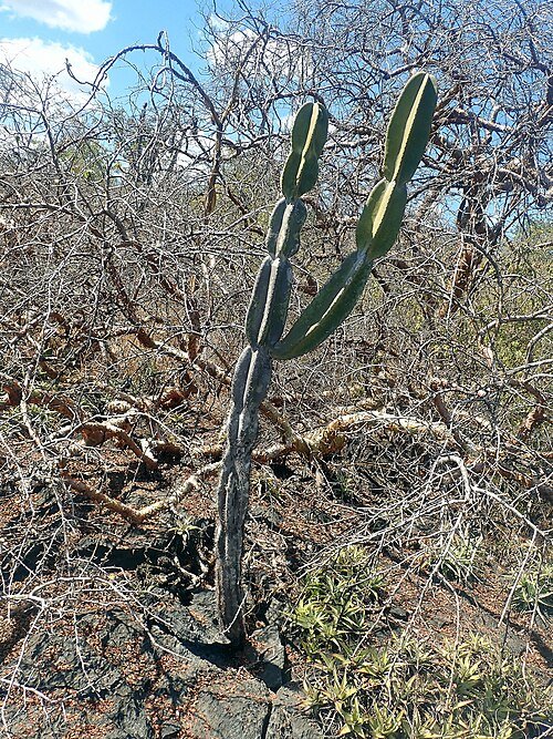 Elegante Cereus pierre-braunianus cactus met lange groene stammen en witte bloemen.