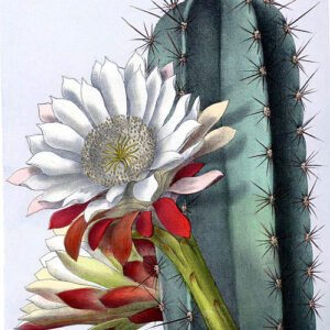 Cereus repandus cactus met scherpe stekels en witte bloemen.