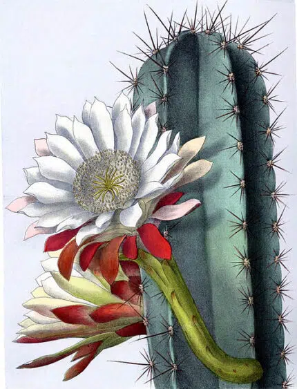 Cereus repandus cactus met scherpe stekels en witte bloemen.