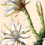 Harrisia eriophora cactus met witte bloemen en groen blad op heldere achtergrond.