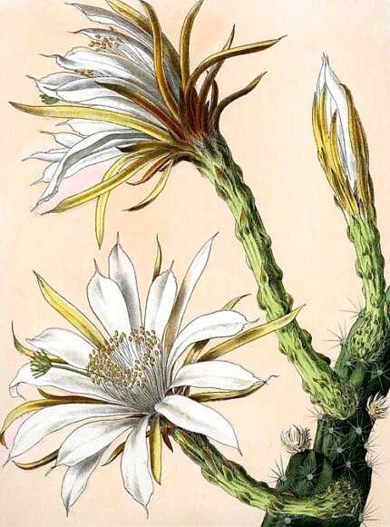 Harrisia eriophora cactus met witte bloemen en groen blad op heldere achtergrond.