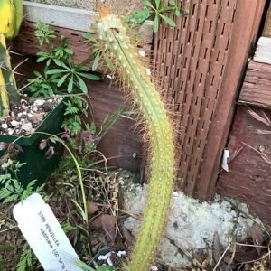 Cereus saddianus cactus met lange groene stengels en witte bloemen.