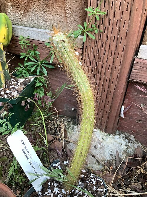 Cereus saddianus cactus met lange groene stengels en witte bloemen.