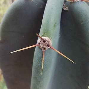 Cereus stenogonus cactus met lange groene stelen en witte bloemen.