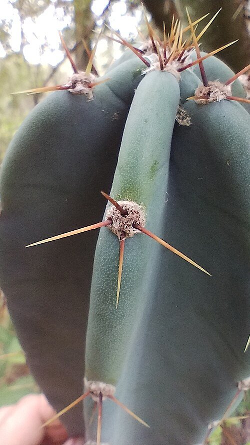 Cereus stenogonus cactus met lange groene stelen en witte bloemen.