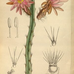 Weberocereus tunilla cactus met lange, slanke stelen, bedekt met kleine stekels en helder roze bloemen.