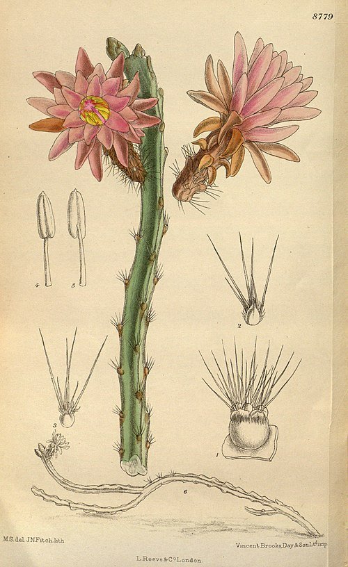 Weberocereus tunilla cactus met lange, slanke stelen, bedekt met kleine stekels en helder roze bloemen.