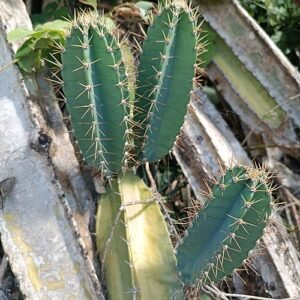 Prachtige witte bloeiende Cereus vargasianus cactus met groene stekels.