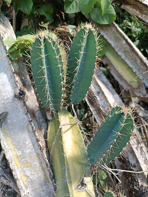 Prachtige witte bloeiende Cereus vargasianus cactus met groene stekels.