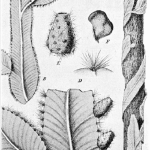 Strophocactus plant met dunne groene stelen en witte bloemen.