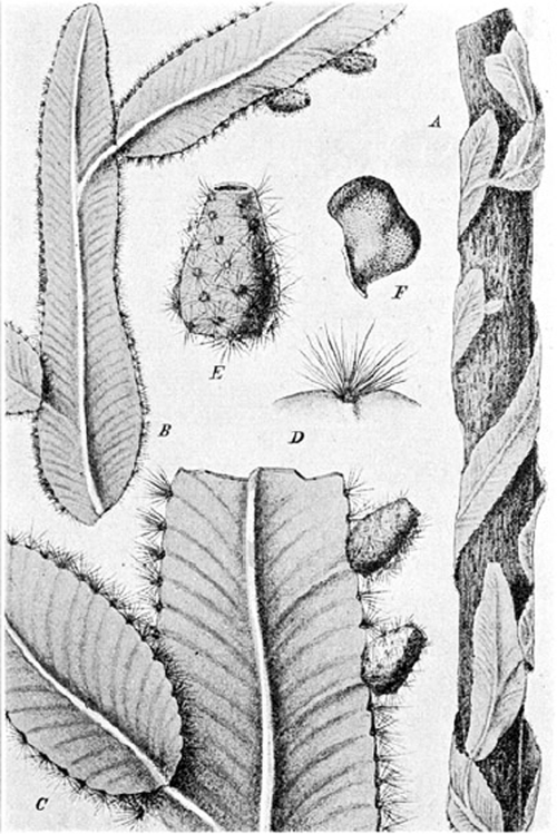 Strophocactus plant met dunne groene stelen en witte bloemen.