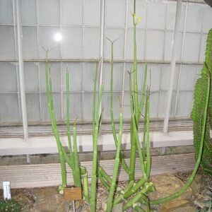 Ceropegia dichotoma plant met slanke stelen en groene bladeren in grond.