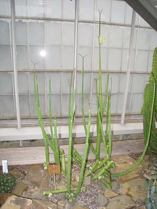 Ceropegia dichotoma plant met slanke stelen en groene bladeren in grond.