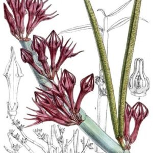 Elegante Ceropegia fusca plant met donkergroene bladeren en unieke bloemen.